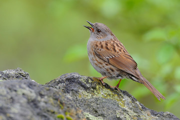 Heckenbraunelle Prunella modularis