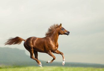 Beautiful chestnut arabian stallion running wild
