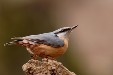 Kleiber Sitta europaea