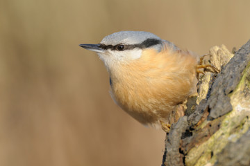 Kleiber Sitta europaea