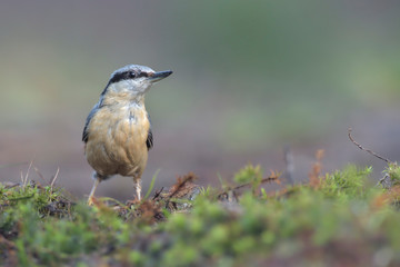 Kleiber Sitta europaea