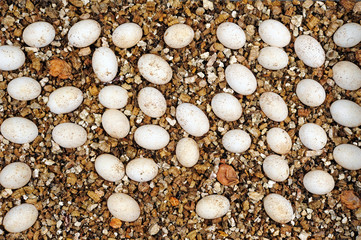 Eggs of a Veiled chameleon / Eier eines Jemenchamäleon (Chamaeleo calyptratus) © bennytrapp