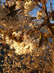 edible flower and medicinal plant. wild cherry. Prunus avium.