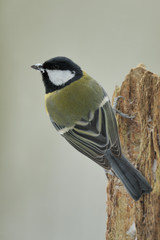 Kohlmeise Parus major