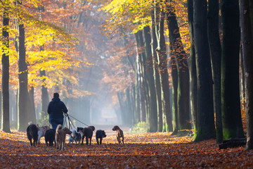 many dogs on leash in autumnal forest near utrecht in holland