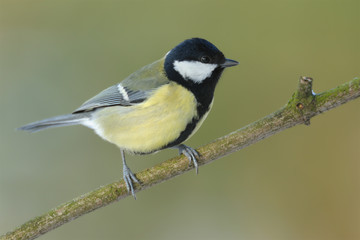 Obraz premium Kohlmeise Parus major