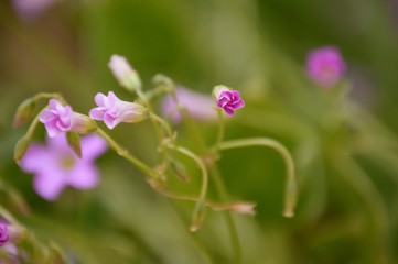 Wildflowers of the Andalusian countryside