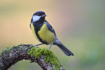 Kohlmeise Parus major