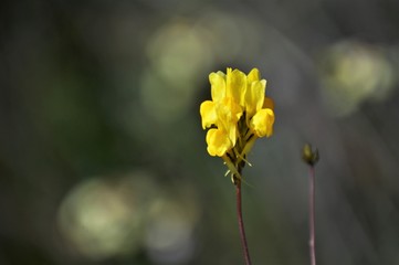 Wildflowers of the Andalusian countryside