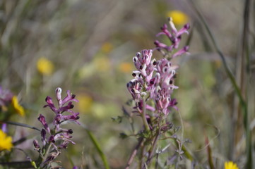 Wildflowers of the Andalusian countryside