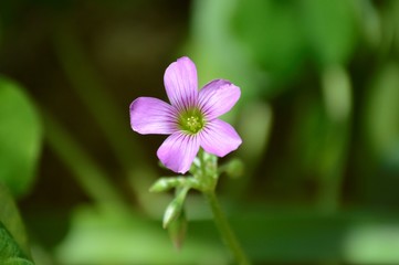 Wildflowers of the Andalusian countryside