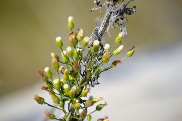 Wildflowers of the Andalusian countryside