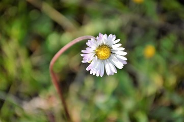 Wildflowers of the Andalusian countryside