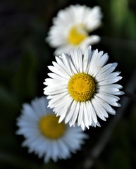 Obraz premium Wildflowers of the Andalusian countryside