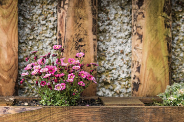 Close up of pretty little pink flowers in a wooden garden flower bed.