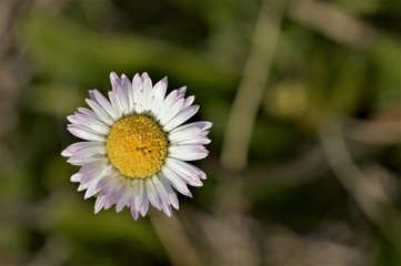 Fototapeta premium Wildflowers of the Andalusian countryside