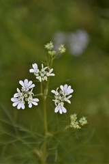 Wildflowers of the Andalusian countryside