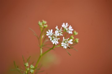 Wildflowers of the Andalusian countryside