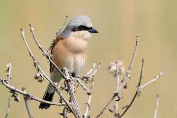 Neuntöter Lanius collurio