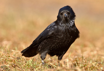 Rabenkrähe Corvus corone corone