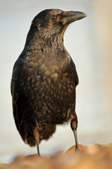 Rabenkrähe Corvus corone corone