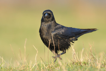 Rabenkrähe Corvus corone corone