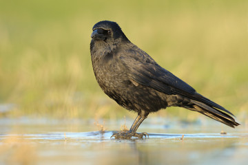 Obraz premium Rabenkrähe Corvus corone corone