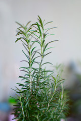 Macro view of a branch of fresh rosemary