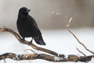 Rabenkrähe Corvus corone corone