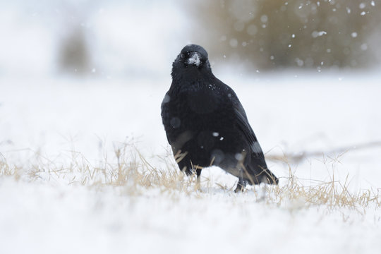 Rabenkr&auml;he Corvus corone corone