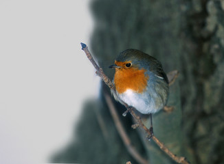 Rotkehlchen Erithacus rubecula