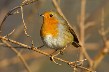 Rotkehlchen Erithacus rubecula