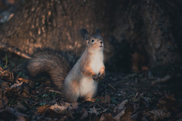 Red eurasian squirrel on the ground in the park