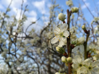 Plum tree in bloom. Flowering tree. European agricultural industry of fruit. Contrasts of natural colors in rural area. Clear and calm sky in the background. EU. Horticulture, orcharding.
