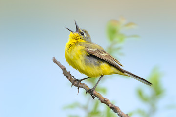 Schafstelze Motacilla flava flavissima