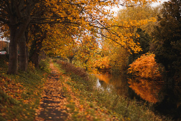 Path the river with autumn colors and yellow trees