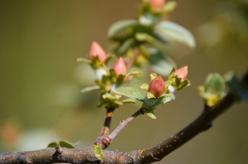 flowers, leaves and fruit branches