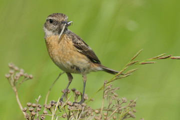 Schwarzkehlchen Saxicola torquata