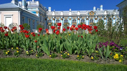 Facade of the Catherine Palace on background of red tulips, located in the suburb of St....