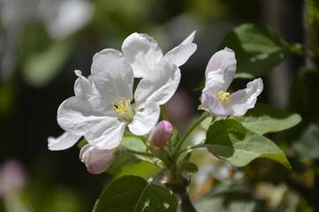 flowers, leaves and fruit branches