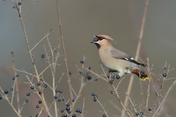 Seidenschwanz Bombycilla garrulus