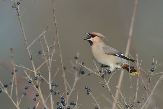 Seidenschwanz Bombycilla garrulus