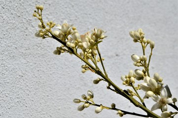 flowers, leaves and fruit branches