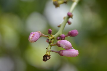 flowers, leaves and fruit branches
