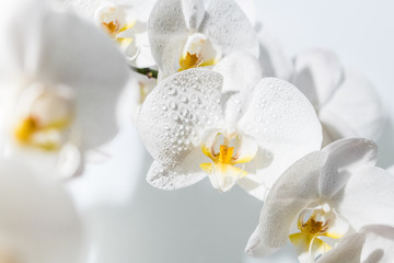 A close up of beautiful white orchid flowers