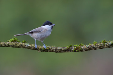 Sumpfmeise Parus palustris