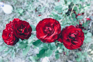 Beautiful red rose flowers with drops after rain in summer time. Inspirational natural floral spring blooming garden or park