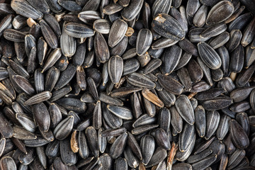 Close-up of black oil sunflower seeds in hulls as winter bird food for garden birds