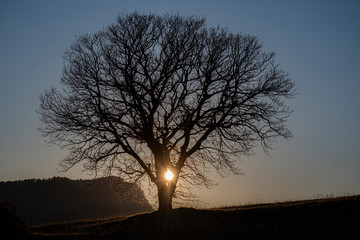 albero tramonto