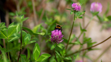 Wild life photography, photos taken in Auckland City New Zealand